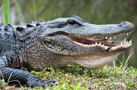 krokodil paraziták bélparaziták viszketnek