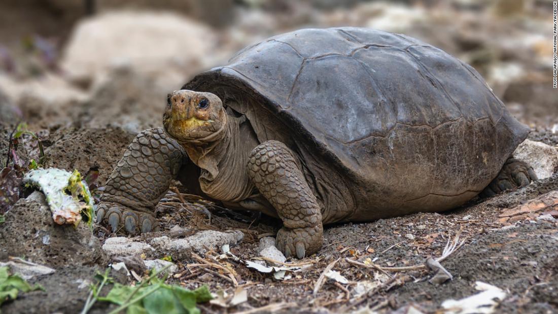 Kihaltnak gondolt galápagosi teknőst találtak
