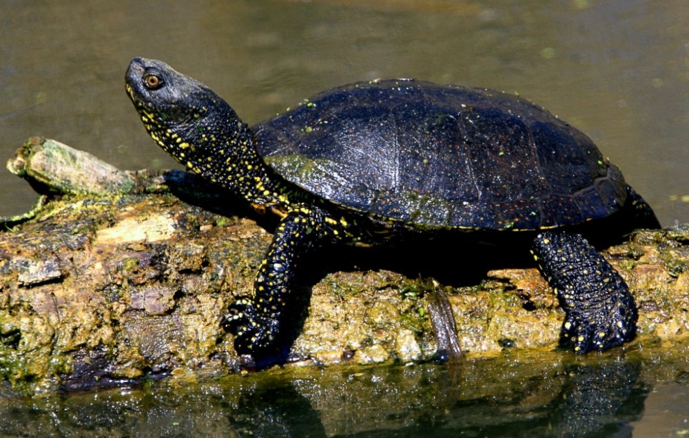 Megtelepedett a mocsári teknős a Pilisben
