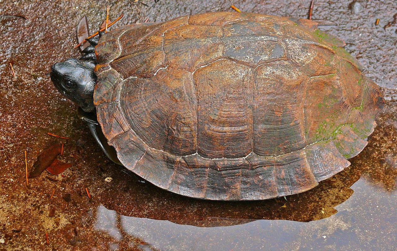 Borneói tövises teknős