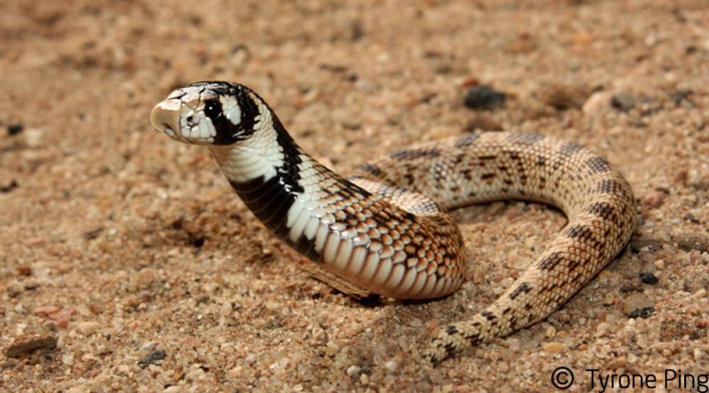 Pajzsosorrú kobra