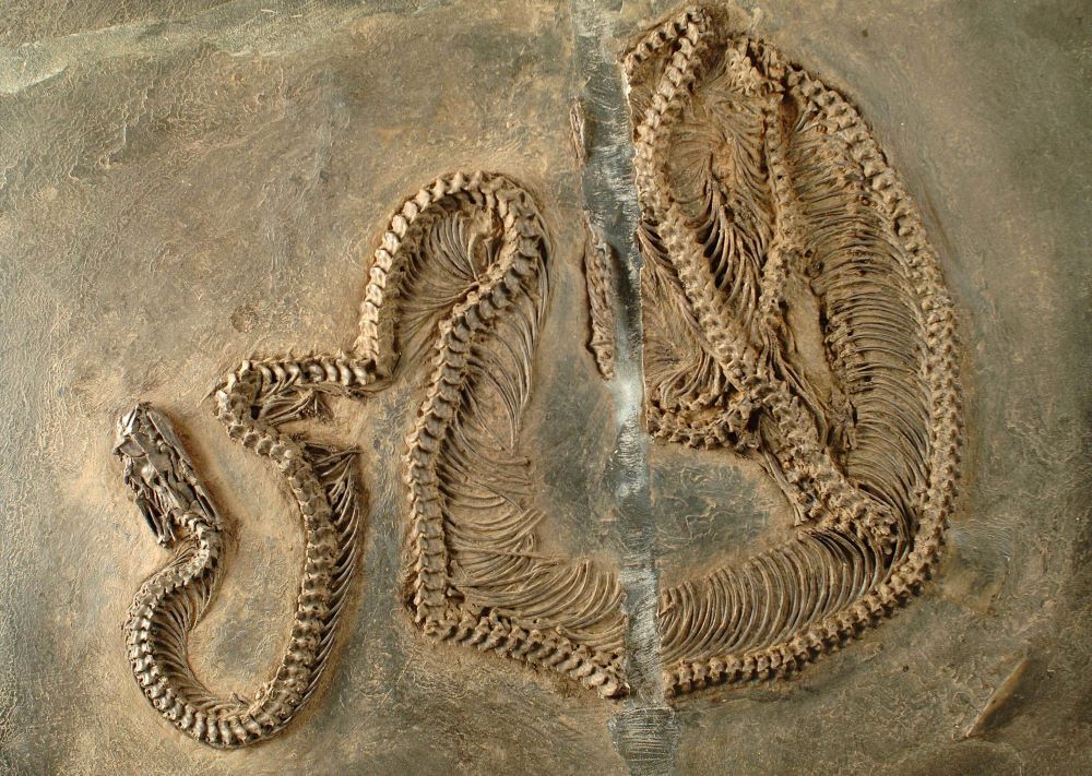 Megtalálták a világ legöregebb pitonját, a fosszília 47 millió éves