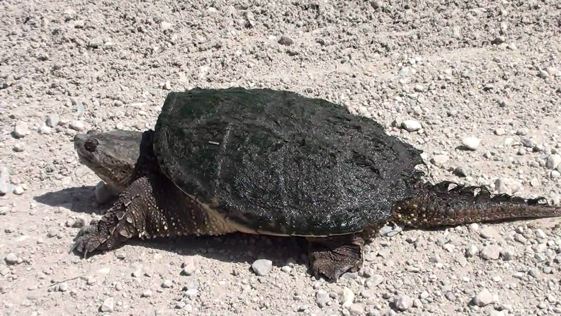 Texas tiltani fogja a vadon élő teknősök korlátlan kereskedelmét