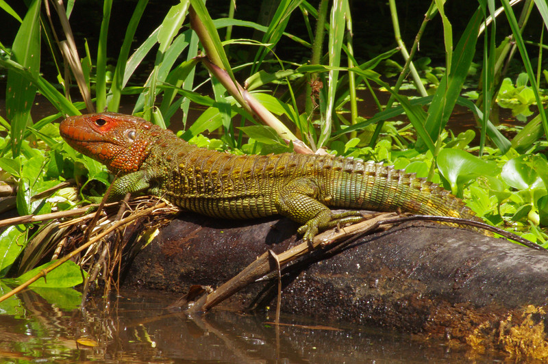 Guyanai krokodilteju, a színpompás „házikrokodil”
