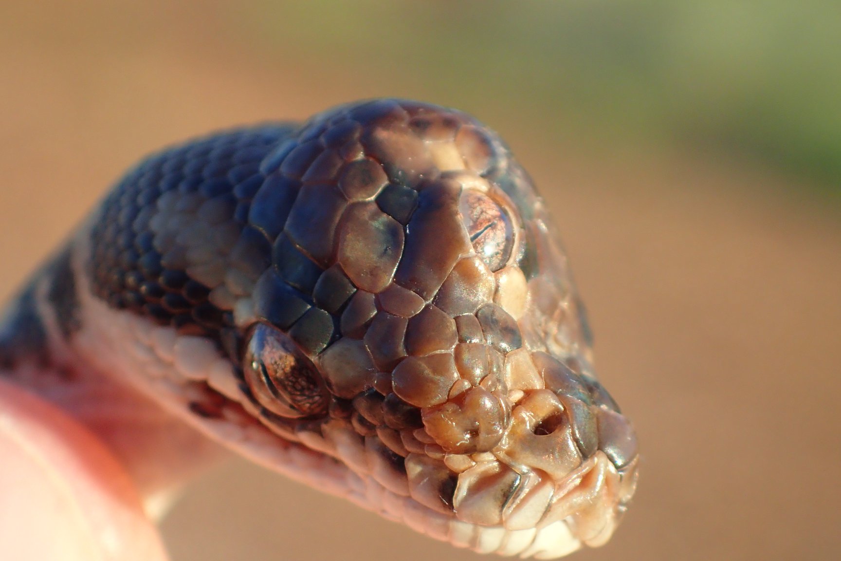 Háromszemű kígyót találtak Ausztráliában