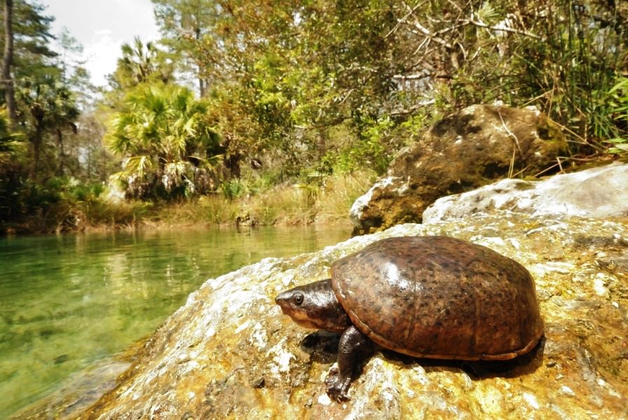 Új teknősfajt írtak le Alabamában