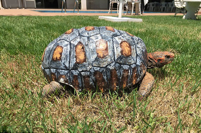 A páncélját vesztett teknős új 3D-s páncélt kapott