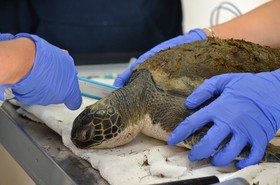 A tengeri teknősöket is fenyegeti a hideg