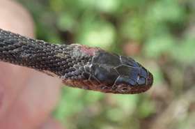 Az európai vad kígyó populációnál is megjelent a pusztító keratinofil gomba