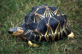 Több mint 10.000 teknőst mentettek ki egy házból Madagaszkáron
