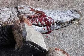 Közel 300 krokodilt öltek meg