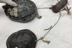 Teknősöket találtak Voodoo Babákhoz láncolva a Miami Beachen