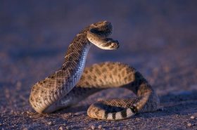 Texasi csörgőkígyó marta meg tartóját
