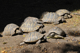 Egy látogató megölt egy görög teknőst az állatkertben