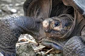 Kihaltnak gondolt galápagosi teknőst találtak