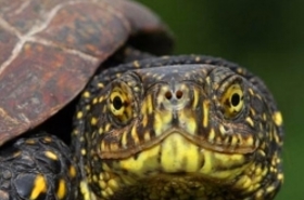 Megtelepedett a mocsári teknős a Pilisben