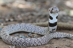 Pajzsosorrú kobra