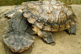 Matamata, avagy cafrangos teknős