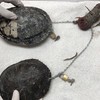 Teknősöket találtak Voodoo Babákhoz láncolva a Miami Beachen