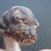 Háromszemű kígyót találtak Ausztráliában
