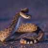 Texasi csörgőkígyó marta meg tartóját