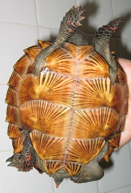 parazita teknős)